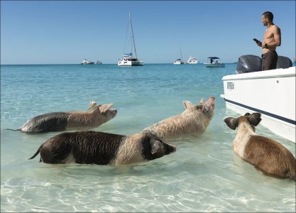 Плавающие свиньи всех расцветок и форм.