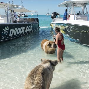 Карибские свиньи больше похожи на медведей.