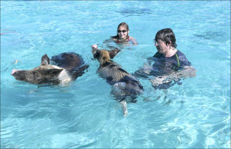 Свиньи отлично плавают — они активно подходят к лодкам и подплывают к людям в воде.