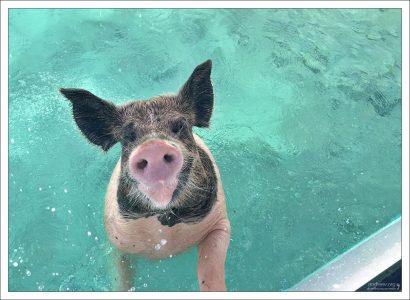 Образ жизни свиней полностью приспособлен к тропической среде обитания.