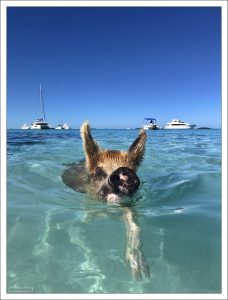 Уникальной особенностью этих свиней является их умение плавать в соленой морской воде.