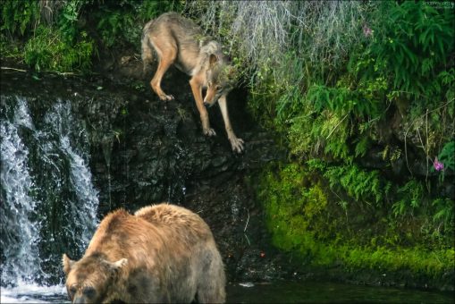 Волчица собирается украсть добычу медведя.