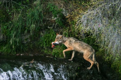 Волчица-мама понесла своим детям трофей.