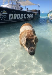 Свиньи на Pig Beach выглядят более лохматыми и «щетинистыми», чем обычные фермерские, из-за сочетания генетики и условий жизни.
На Багамах свиньи живут под палящим солнцем, на ветру, в солёной воде. Щетина становится длиннее и гуще, чтобы защищать кожу от ультрафиолета, укусов насекомых и пересыхания.