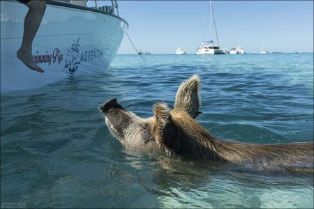 В тропиках нет резкой смены сезонов, но шерсть всё равно периодически линяет и отрастает заново. Из-за постоянной влаги и купаний она часто встаёт «дыбом» и выглядит взъерошенной.