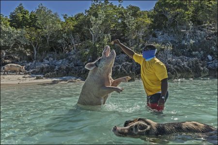 Свиней разрешается кормить, но только полезной едой (капуста, яблоки, сельдерей).