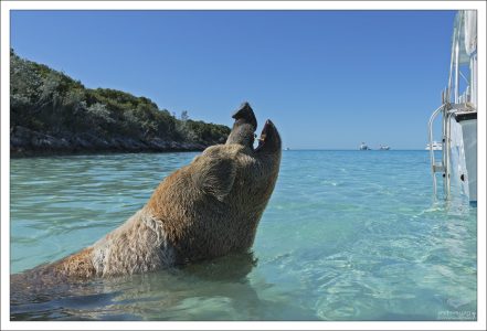 После плавания в океане шерсть покрывается кристалликами соли, а валяние в песке делает её жёсткой и топорщащейся.