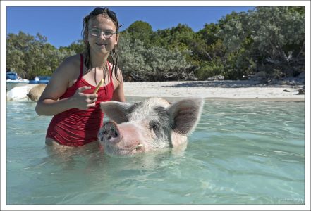 В дикой природе клыки у свиней стачиваются о землю, камни и при копании. На Pig Beach грунт мягкий (песок), а основная еда — мягкие фрукты и овощи от туристов, поэтому зубы стачиваются мало и вырастают длиннее.