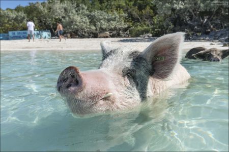 Самые массивные свиньи — это не всегда «толстые», а просто крупнокостные и мускулистые. На фото они могут казаться ещё больше из-за низкой перспективы.