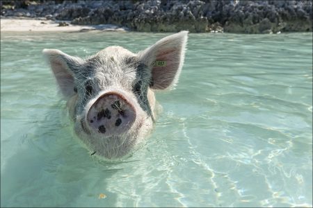 У многих «пляжных» хряков довольно длинное тело, и при весе 170 кг они выглядят как «морские бегемоты».