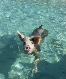 Пляжные свиньи — смесь нескольких домашних пород и, возможно, диких свиней. У некоторых пород (особенно с более грубой щетиной) волоски заходят дальше на рыло.