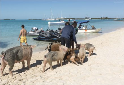Корм от туристов — главный источник калорий.