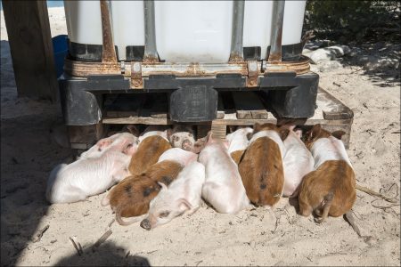 В дикой природе свиньи — стадные животные. Лёжа вплотную, они защищаются от хищников: вместе труднее схватить одного поросёнка, а при тревоге вся группа вскакивает разом. Этот инстинкт сохраняется, даже если на острове нет реальных врагов.