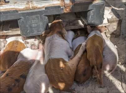 Поросята с рождения проводят время в тесном контакте с матерью и братьями. Прижимаясь, они чувствуют вибрации дыхания и сердцебиения соседей — это снижает стресс.
