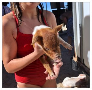 Даже в тёплом климате ночью температура может слегка падать, особенно под утренний бриз. Сбитая «кучка» сохраняет тепло тел и снижает расход энергии на согрев.