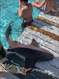 Акула-нянька (англ. nurse shark) — это довольно распространённый вид акул, часто встречающийся в тёплых водах Карибского бассейна.