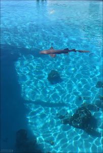 Акула-нянька имеет широкое, приплюснутое тело, округлую голову и сравнительно маленькие глаза. Окрас обычно серо-коричневый с пятнами.
Взрослые особи достигают около 2,5–3 метров в длину.