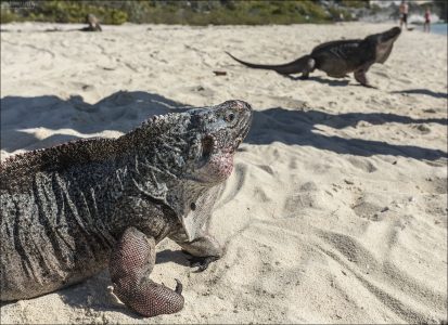 Багамская скальная игуана (Bahamian rock iguana, научное название Cyclura spp.) — это уникальный эндемичный вид ящериц, обитающий только на некоторых островах Багамского архипелага.