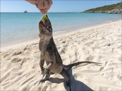 Скальные игуаны питаются листьями, цветами, фруктами и иногда мелкими беспозвоночными.