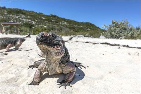 Багамские игуаны могут жить до 20-30 лет в дикой природе. Иногда образуют небольшие колонии, где у каждого самца своя территория.