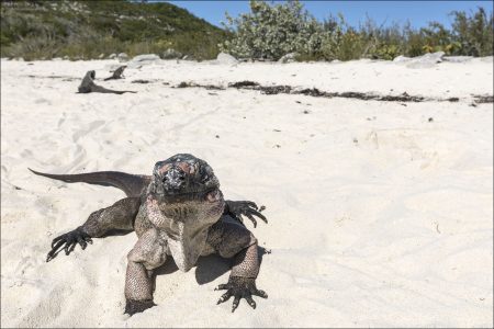 Взрослые особи достигают примерно 40–70 см в длину (без учёта хвоста), а вместе с хвостом — до 1 метра.