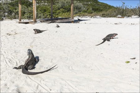 Скальные игуаны обитают только на определённых островах Багам — часто на небольших и изолированных.