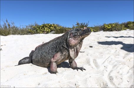 Тело у игуан массивное, покрытое грубой чешуей. Окраска обычно серая или коричневая с желтоватыми и розовыми оттенками. Самцы крупнее и окрашены ярче, чем самки.