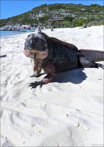 Скальные игуаны очень важны для распространения семян растений — помогают поддерживать здоровье островной флоры.