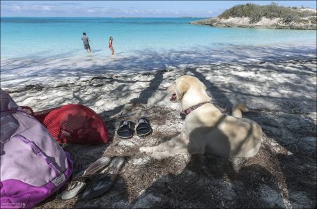 Пока мы переодевались, подошел добровольный охранник :)