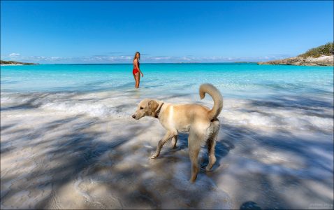 Наш новый компаньон на острове :)