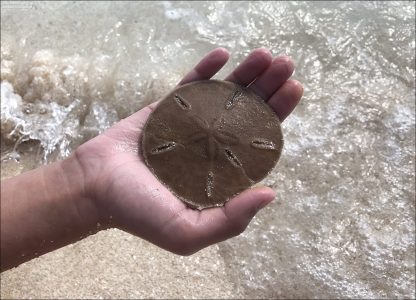 Существо, в честь которого назван пляж Sand Dollar Beach.
Песчаный доллар - вид плоских морских ежей. Они зарываются в песок на мелководье, где питаются мелкими частицами — планктоном, остатками растений и органическими веществами, которые фильтруют из воды.