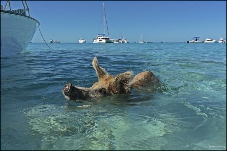 Багамские свиньи отлично плавают. У каждой свиньи свой характер. Некоторые дружелюбны и любопытны, другие сами могут проявить агрессию.