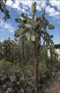 Opuntia galapageia — это эндемичный для Галапагосских островов кактус из семейства опунциевых, одно из самых узнаваемых растений архипелага. Может достигать 12 метров в высоту, что делает его одним из самых высоких представителей рода Opuntia в мире.