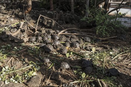 На биологической исследовательской станции, управляемой Фондом Чарльза Дарвина (Charles Darwin Foundation).