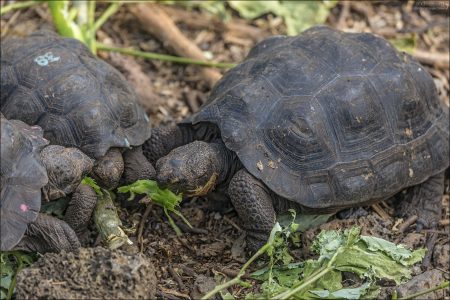 Исследовательская станция имени Чарльза Дарвина на острове Санта-Крус — это важный центр по сохранению галапагосских гигантских черепах. Здесь реализуются программы разведения, в рамках которых вылупившихся детёнышей выращивают до выпуска в дикую природу.
