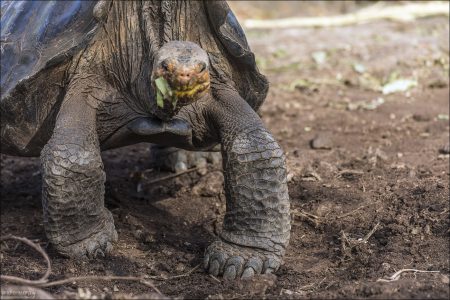 Гигантские черепахи входят в число самых долгоживущих животных в мире, их средняя продолжительность жизни составляет 100 лет.