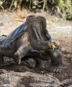 У гигантских галапагосских черепах разные формы панциря, что связано с адаптацией к конкретным островным условиям и способам питания. Это черепаха с седловидным панцирем (Saddleback Shell).