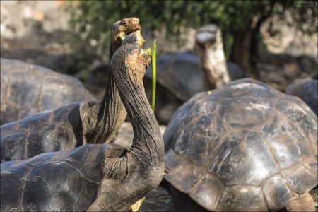 Седловидная форма панциря позволяет максимально вытягивать шею вверх, чтобы доставать до висящих выше ветвей и плодов кактусов.