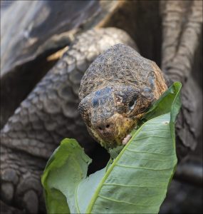 Черепахи являются строгими травоядными и питаются исключительно растениями. В их желудке обитают специализированные бактерии, расщепляющие жёсткую целлюлозу.