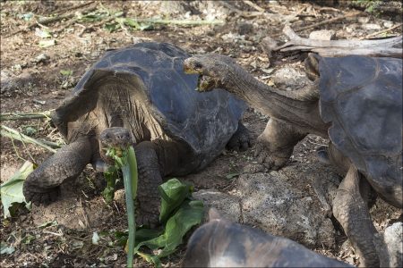 Организм черепах приспособлен к перевариванию больших объёмов растительной клетчатки.