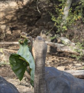 Черепахи поднимают голову, совершают резкие движения ею, могут кусать и толкать соперника.