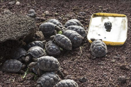 Самка гигантской галапагосской черепахи обычно откладывает от 2 до 16 яиц за раз. Яйца высиживаются несколько месяцев; пол детёнышей определяется температурой гнезда.