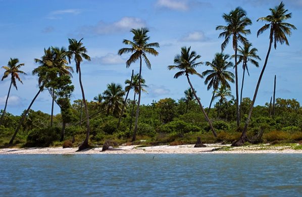 Пальмовое побережье Мексиканского залива.