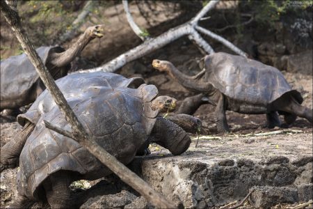 В группах черепахи следуют по определённым «тропам» к местам кормёжки.