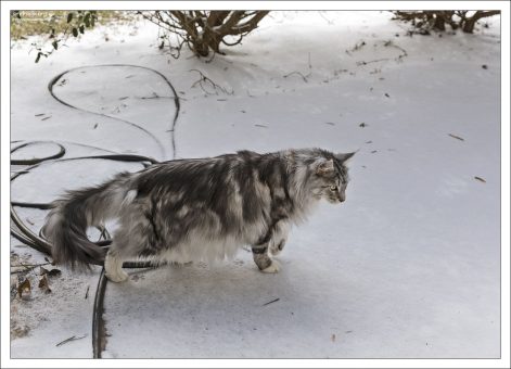 Кот Финдус впервые видит снег.