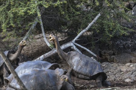 Для демонстрации силы самцы черепах поднимают голову, совершают «отжимания», толкают и кусают соперников.