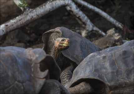 Галапагосские черепахи - наглядный пример эволюции в действии, что делает их уникальными не только для Галапагосов, но и для всей науки о природе в целом.