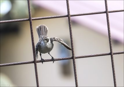 Galapagos Mockingbird (Mimus parvulus) - Галапагосский пересмешник. Эндемик Галапагосских островов, Эквадор. Открыт в 1837 году.