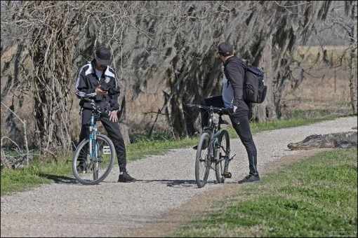 Аллигатор вылез погреться на дорожку парка Brazos Bend.