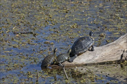 Красноухие черепахи (Trachemys scripta elegans), также известные как красноухие слайдеры. Питаются водной растительностью, рыбой, насекомыми, головастиками и падалью, играя важную роль в водных экосистемах Техаса.